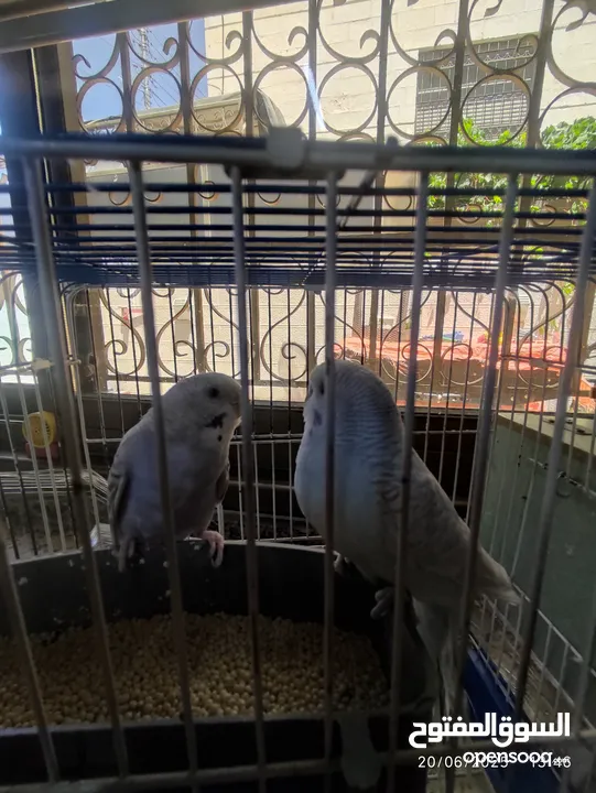 طيور حب للبيع