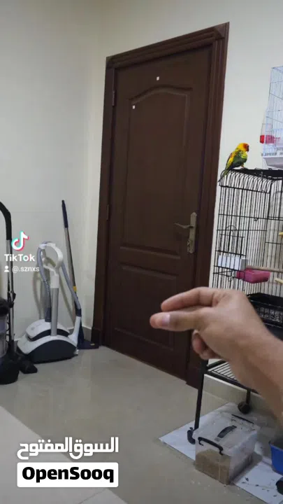 صن كنيور اليف جدا و لعوب للبيع لعدم التفرغ