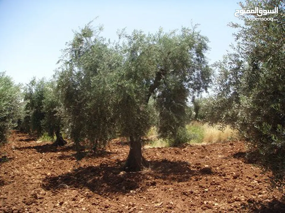 2دونم للبيع في كفرراعي (جنين)