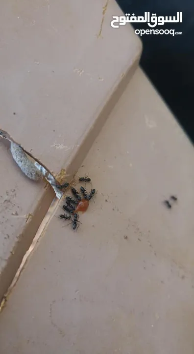 مبيد فتاااك قاتل جميع انواع النمل والصراصير يقتل بذكاء بتقنية عدو الدومينو وتركيبة المايكرو جل