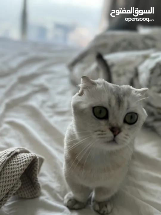 Munchkin Scottish fold and street