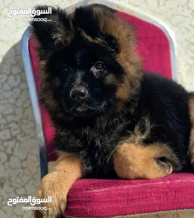 Pure German Shepherd puppy