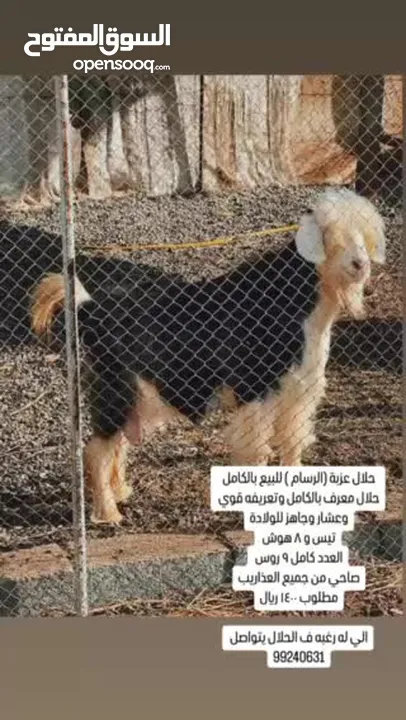 للبيع حلال رحبي صنف فاخر