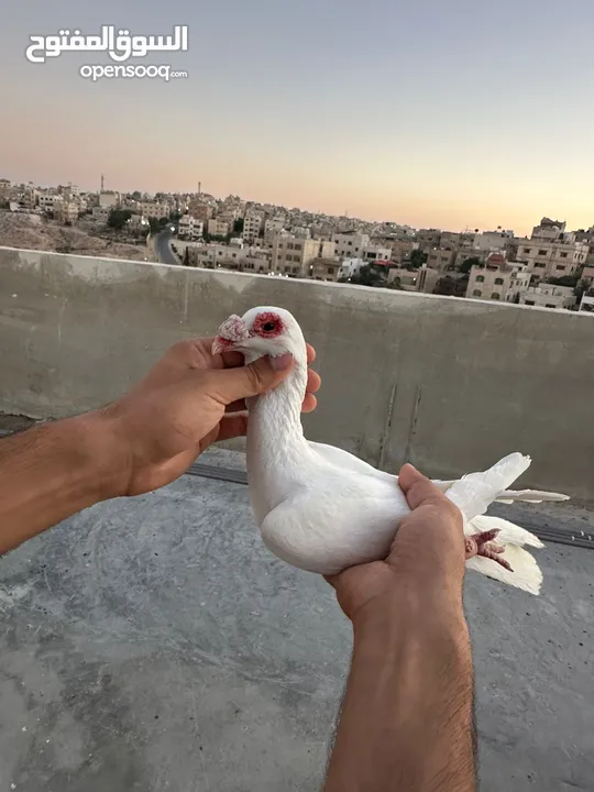 طيوور حمام للبيع بسعر مناسب تنظيف سطح