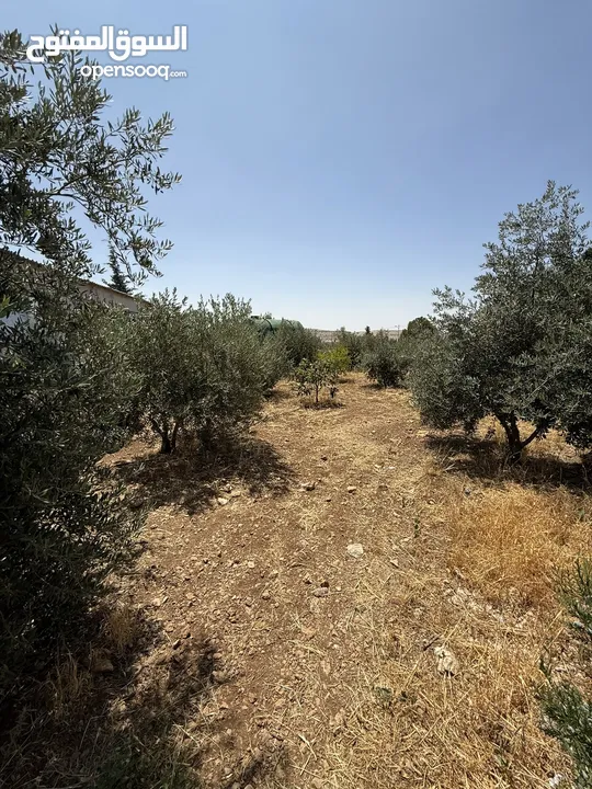 مزرعة للبيع