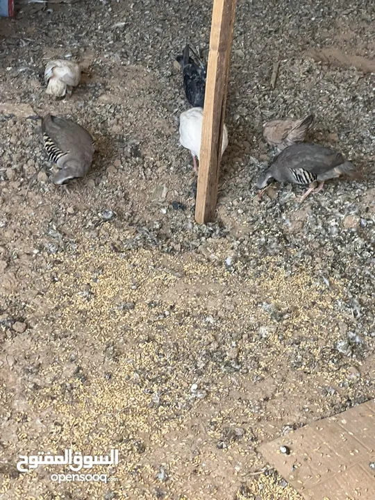موجود  حجل للبيع