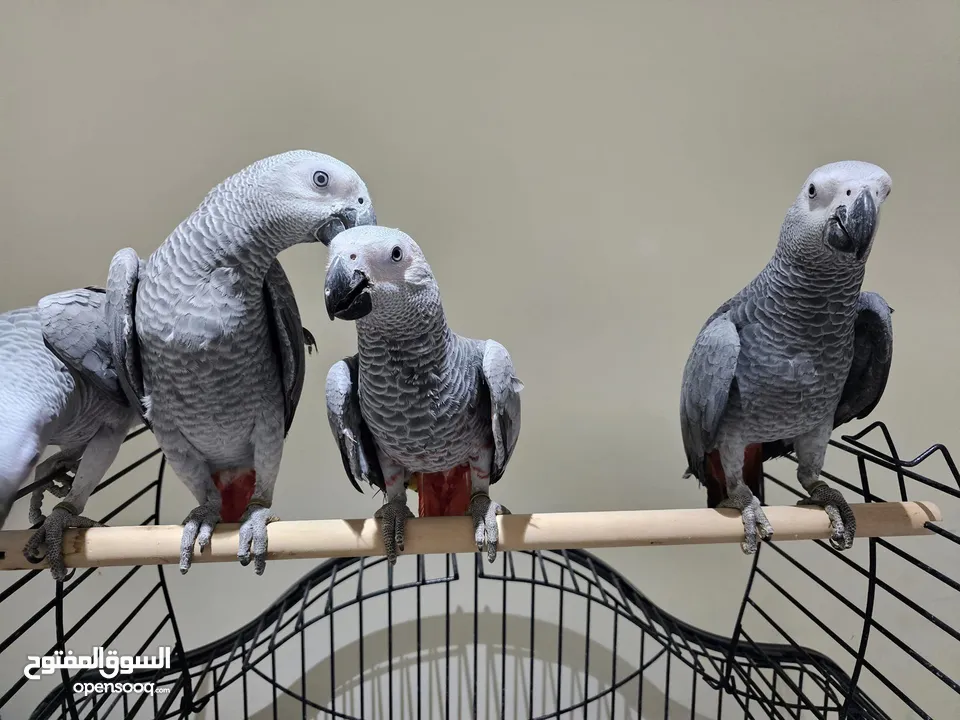 Talking African Grey Parrots