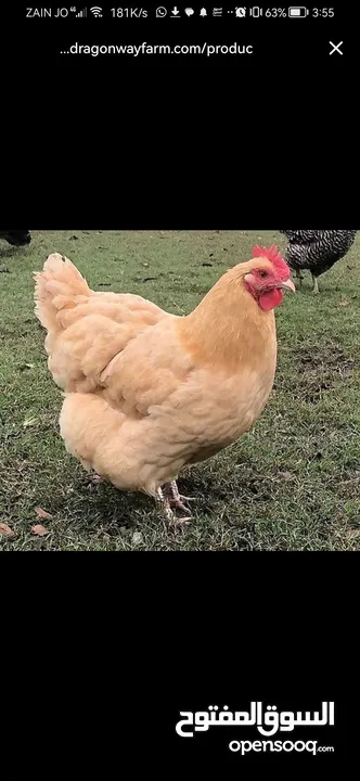 مطلوب دجاج من نفس النوع الظاهر بل صورة للتواصل عل خاص _________________________