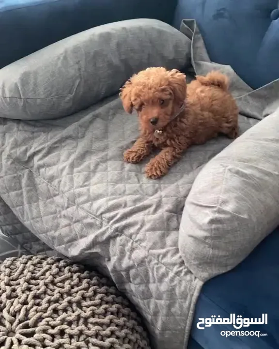 Cute toy poodle puppy