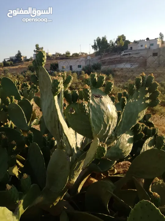 مزرعة مع بيت لقطة للبيع