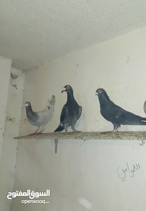 15 حبه كوم ريش طيور حمام عسكريات سعرهم 25