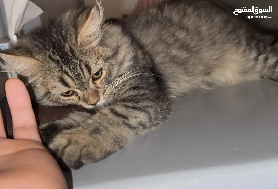 Male and female angora cat 6 month - (266438495) | السوق المفتوح