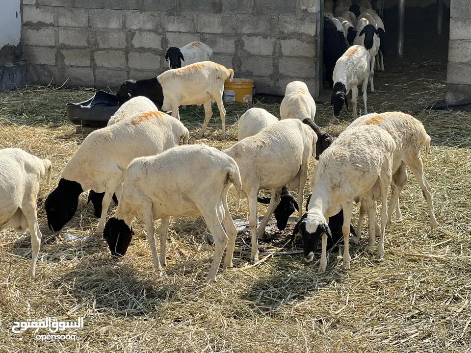 اقوى عرض كباشا صومالية اكبر الاحجام مطعومة تواصل على الرقم في الوصف