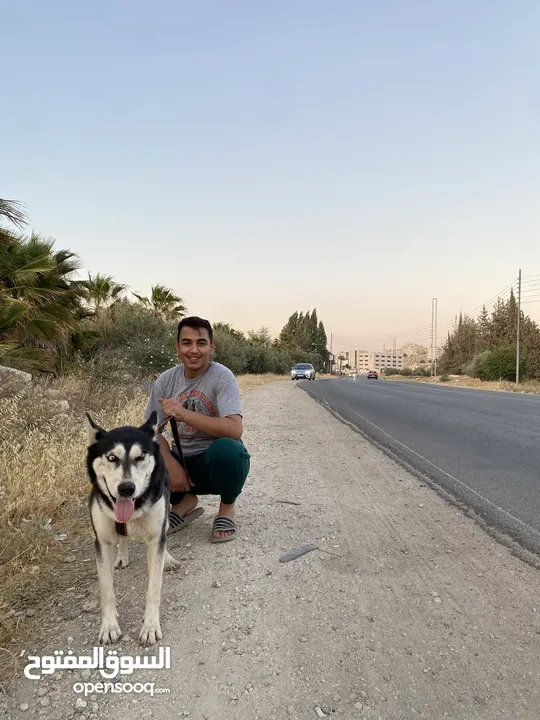 كلب هاسكي انثى حامل