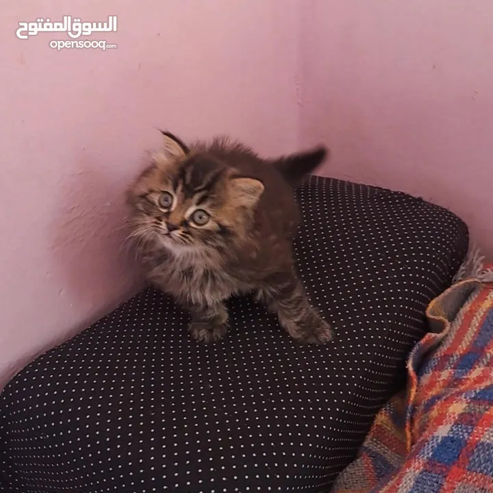 ما شاء الله تبارك الله ..... مجموعة من الكتنز بأنوع مختلفة .... .. (موجود تفاااصيل اكتر بالوصف) ..