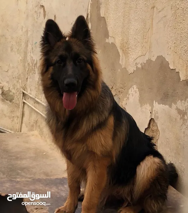 German Shepherd Long Hair أنثى بعمر السنة أيام