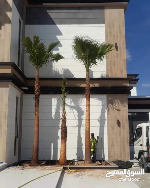 washingtonia palms , Date palms of all sizes available with delivery and planting in uae