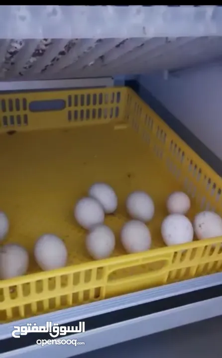 للبيع فقاسة البلده 176 بيضة نظيفه جدآ بدون ضمان وما اشتكي من اي خرابات