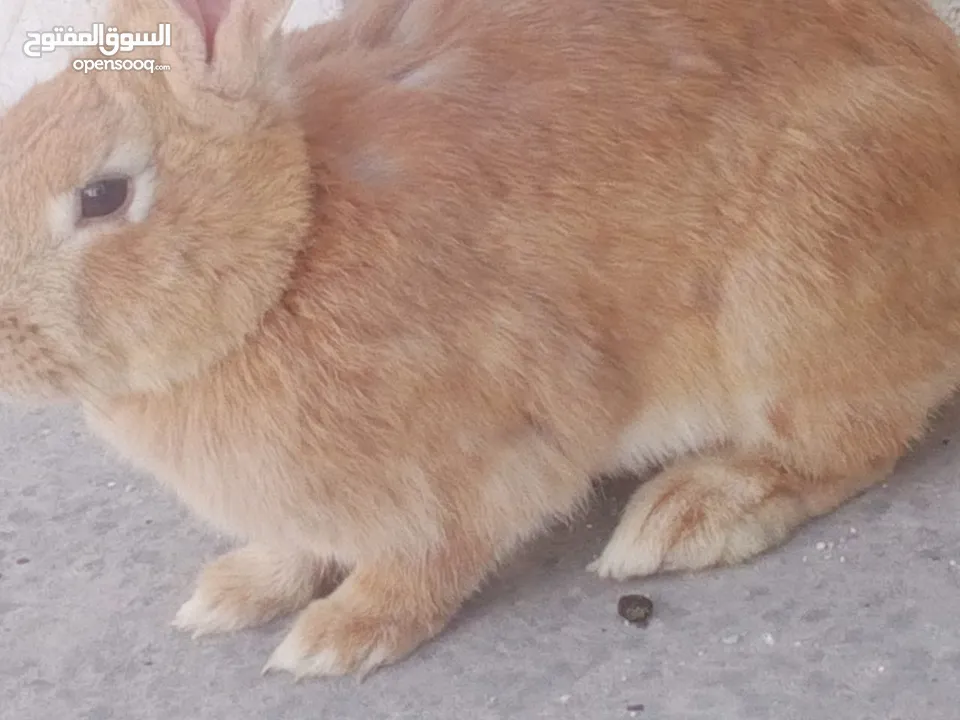 ارانب للبيع ثلاثه ذكرين وانثى الماني