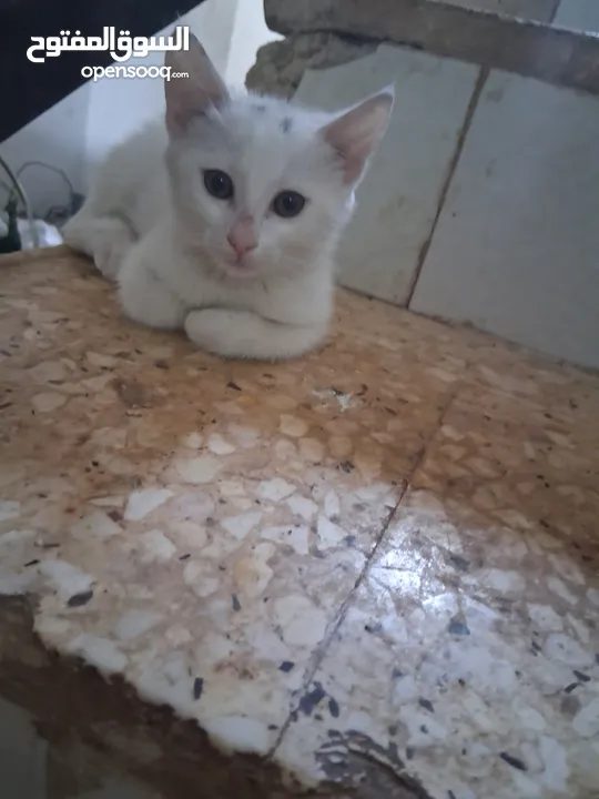 قططط من نوع سيامي ذكر و انثى