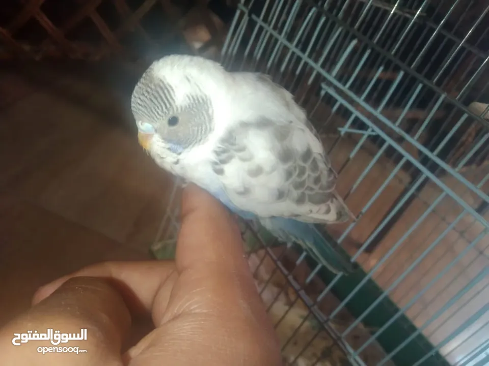 عصافير حب بادجي 2 مع القفص