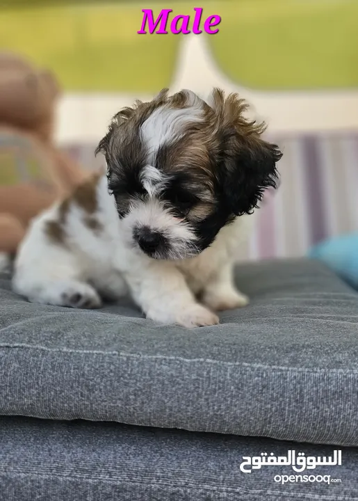 CUTE LITTLE HAVANESE PURE BREED PUPPIES