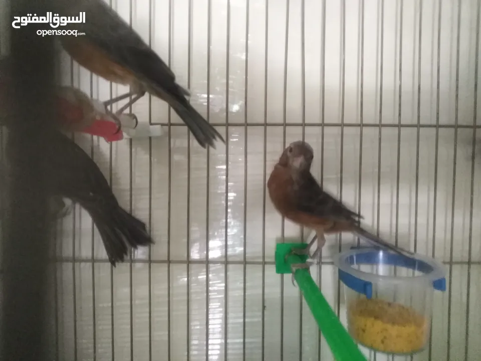 طيور كناري لون مخملي  للبيع المستعجل ( اقرأ الوصف جيدا )
