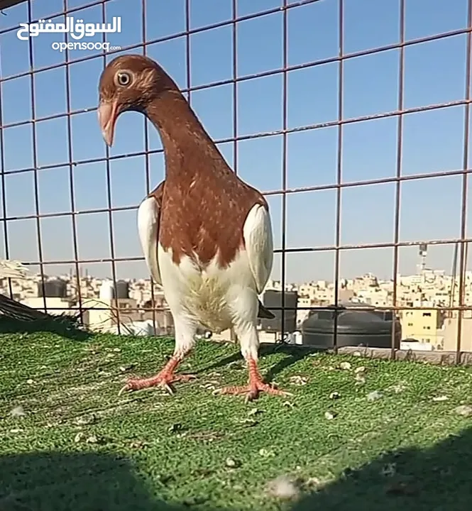 سلافر قصه فحل وفراخو