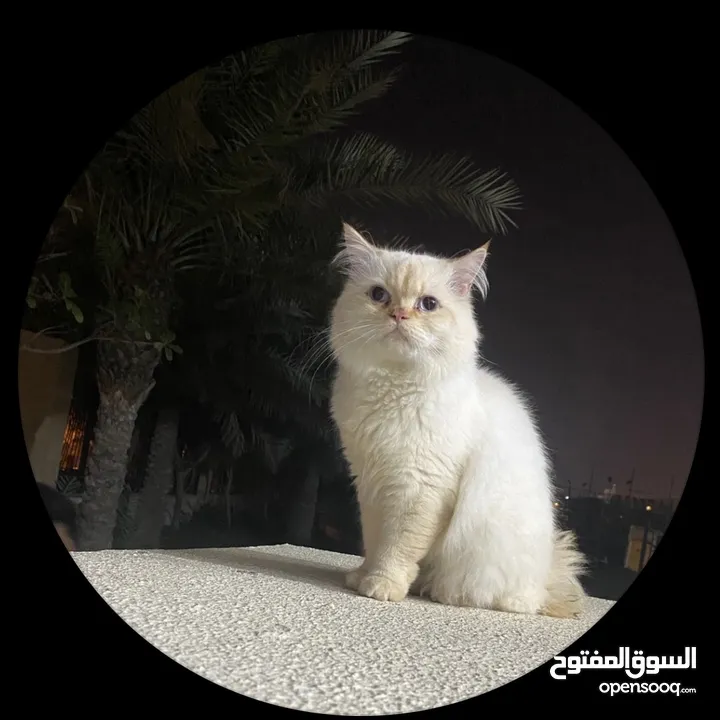 قط ذكر شيرازي للتبني Shirazi cat for adoption