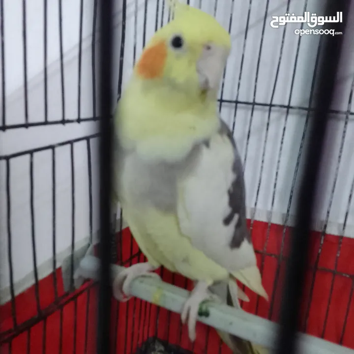التواصل عبر واتس اب ببغاء كوكتيل  حجم كبير وعصافير حب مفتل و البينو وعادي عادي احجام كبيره