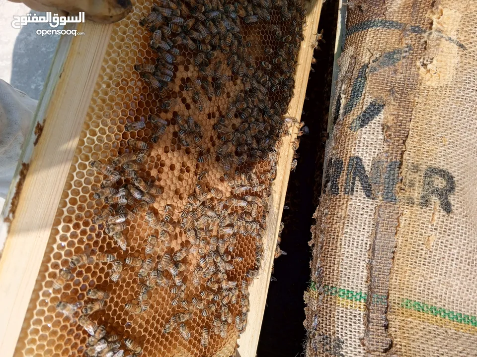 نحل هجين ايطالي