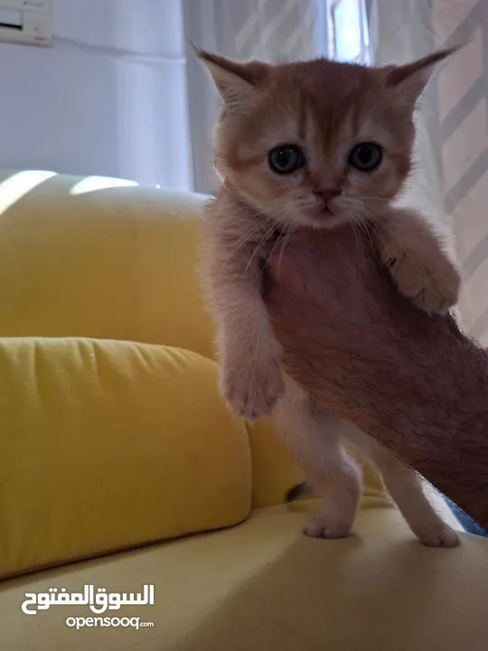 pure bred Scottish fold kittens 4 available for sale