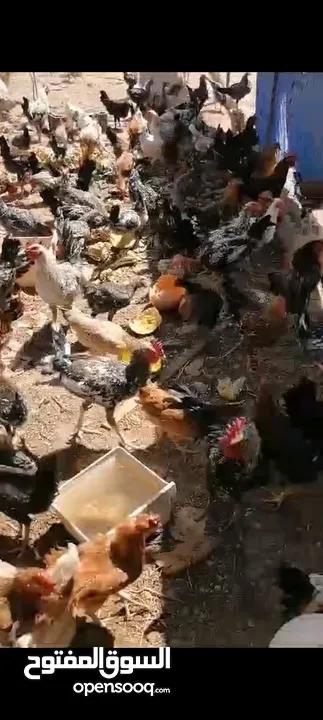 مزرعه للبيع....بيع مستعجل...ماشالله