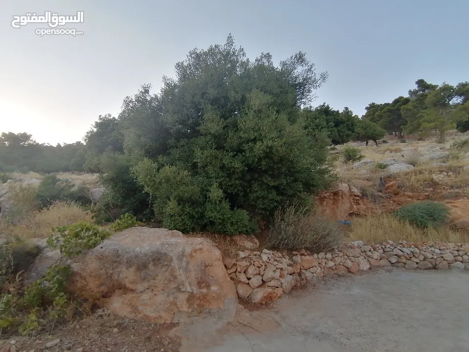 بيت ريفي للبيع في جرش - ثغرة عصفور