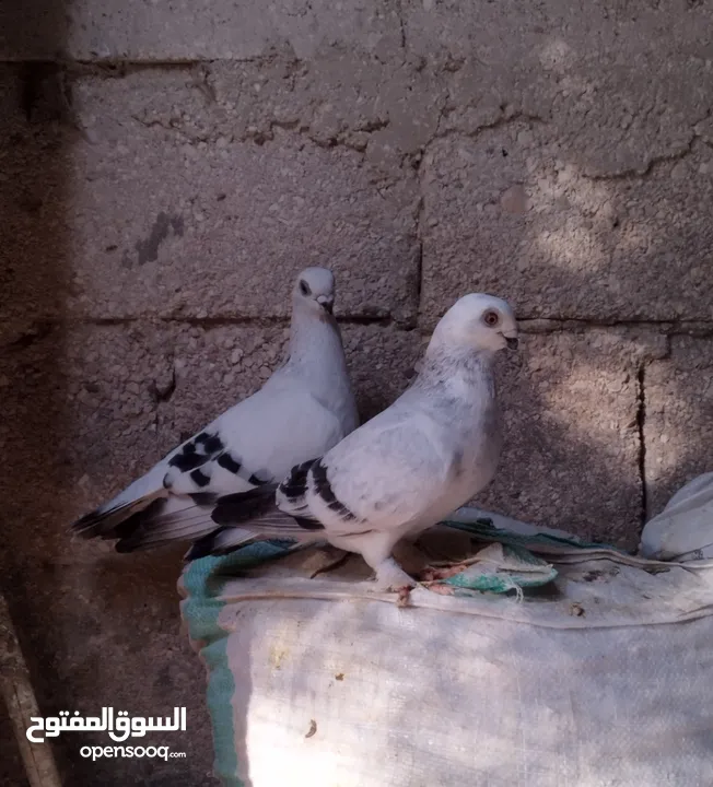 حمام كنكات وعمري وبالوني ونوري قراقطه نخب نار