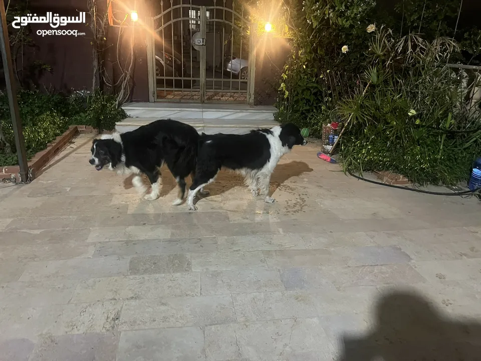 Border collie لاول مرة في الاردن