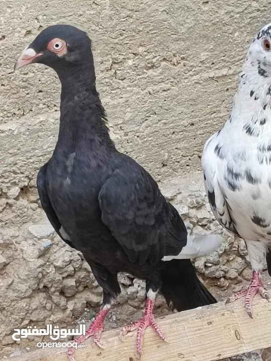 كوم حمام حوالي من 35 إلى 40 طير  للبيع