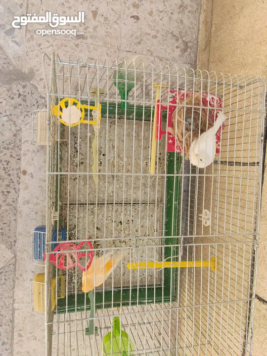 عصافير كناري للبيع
