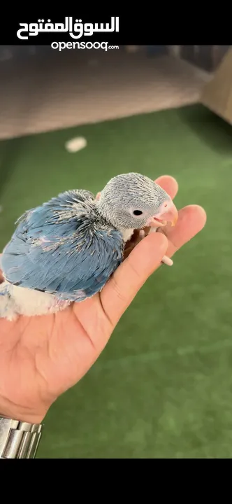 درة بنفسجي violet ringneck