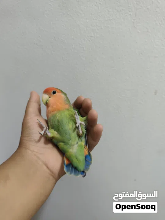 لافبيرد اليف