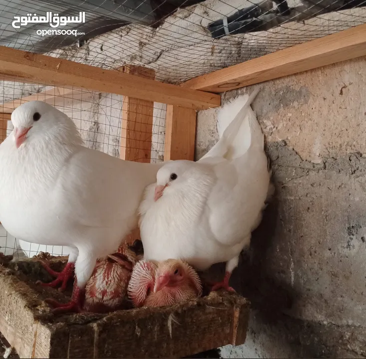 حمام فرنسي اصلي السلاله اكبر حجم منتج  الجوز