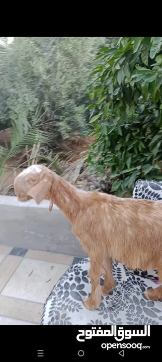 بسم الله ماشاء الله سخلات شاميات مميزات