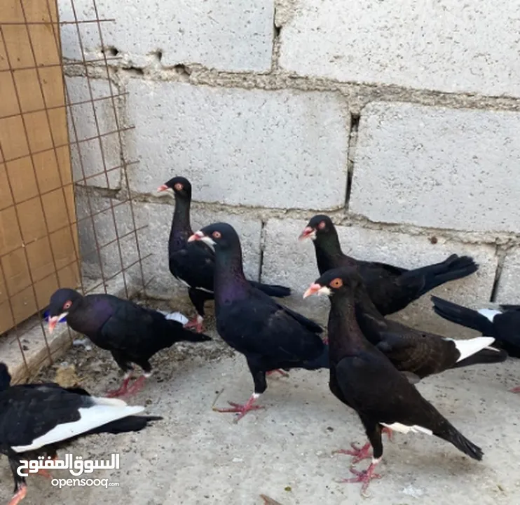 جواز ملحيات نخب النخب كلو مكفول وشغال  بالصلاه على النبي وجوز سلافر وفرخ مسود سلافر مقلوب