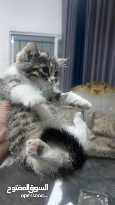 قطط للتبني كيتن