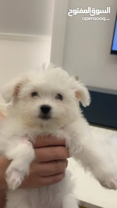 Urgent sale maltese puppy
