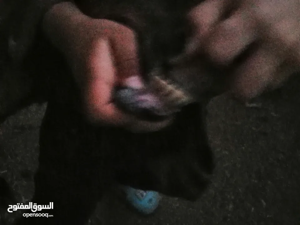 عنز جلد براسها...... السن صافه.... ماشاء الله عنها.... ديدها هشوش... تالي حليب.... شوف الفيد
