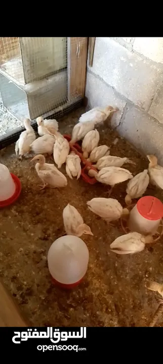 صوص حبش ابيض هولندي جامبو