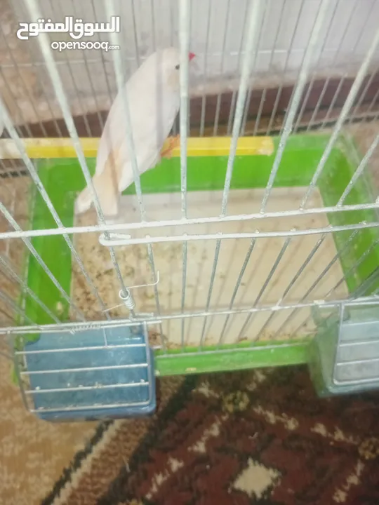 عصفور طيور الجنه للبيع فحل مع القفص