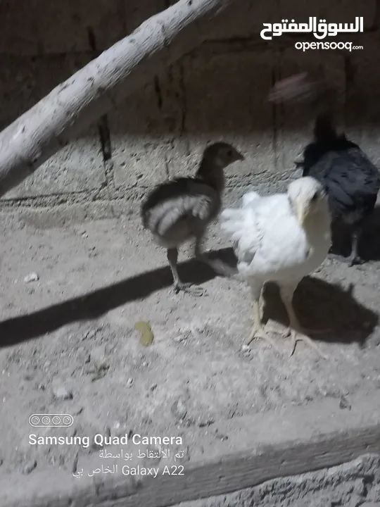صيصان بلدي للبيع