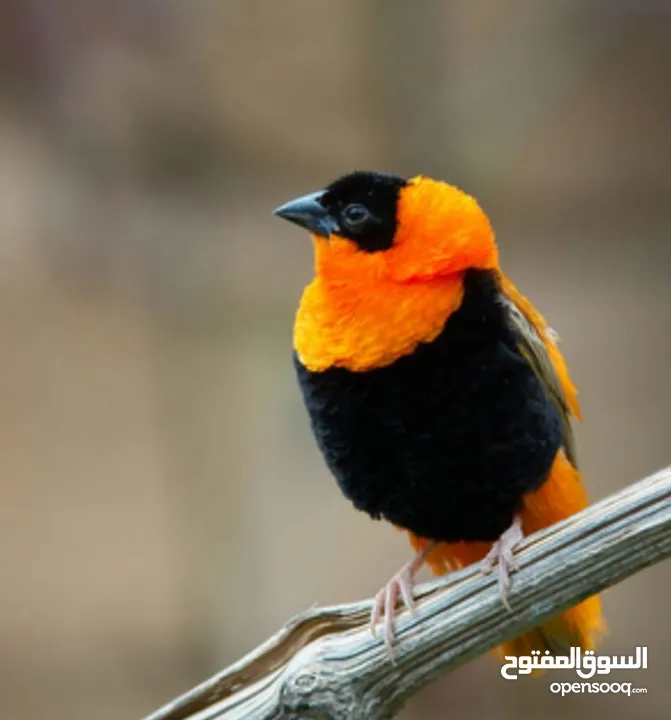 كوكتيل وحب وجنة و جولدن فينش وكنار وطفرات الفيشر باربلو وعندليب وكراون بلو ونابليون